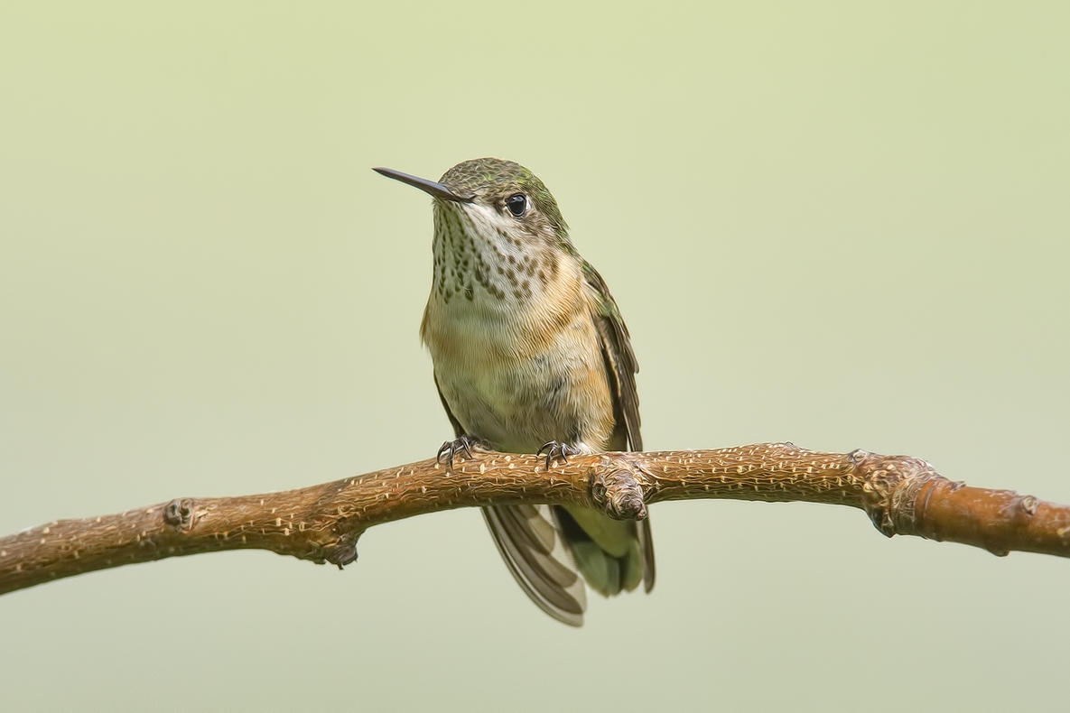 Calliope Hummingbird (Female), Bella Vista Road, Vernon, British Columbia