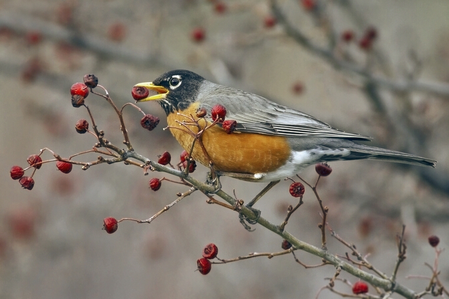 American Robin, Bella Vista Road, Vernon, British Columbia