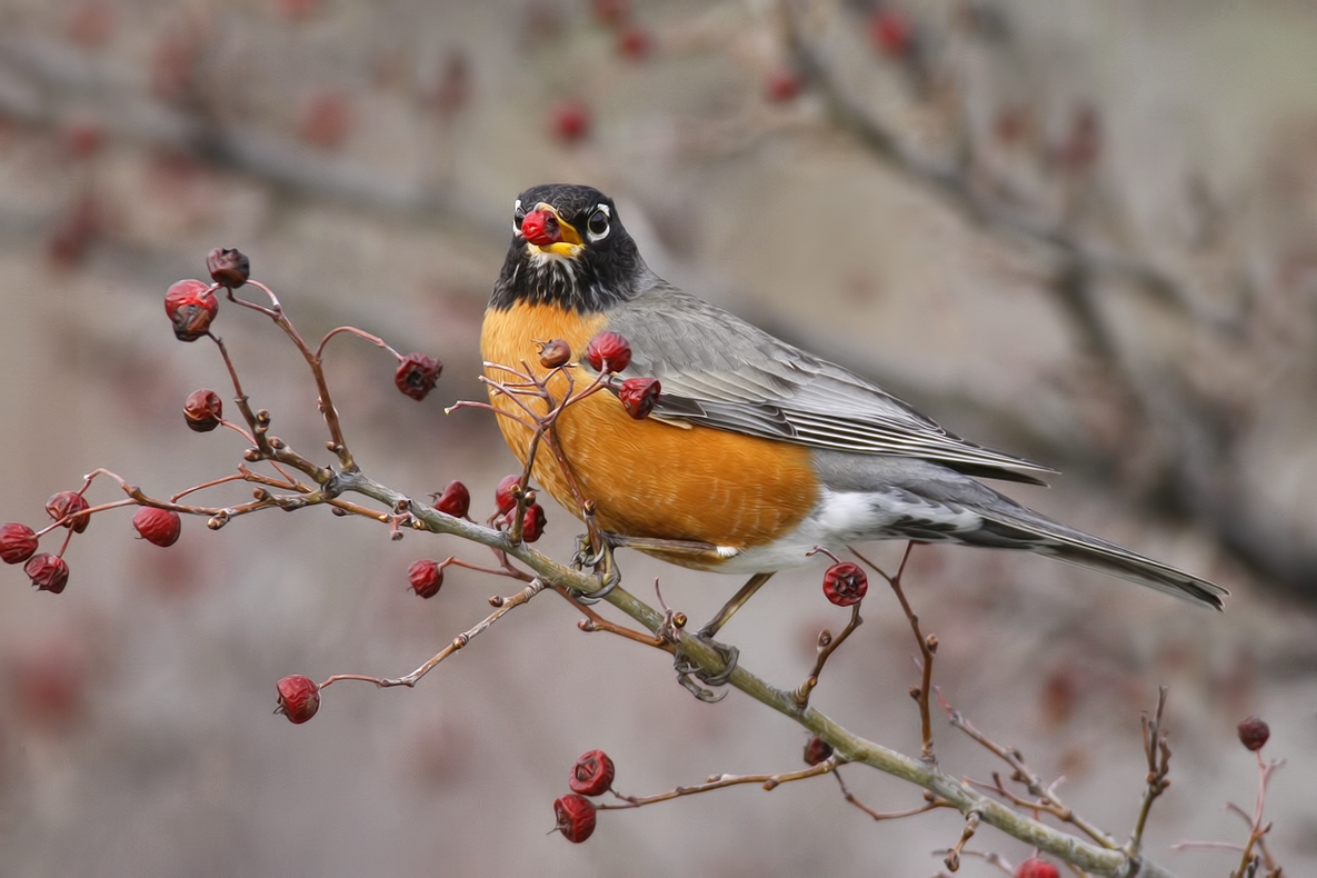 American Robin, Bella Vista Road, Vernon, British Columbia