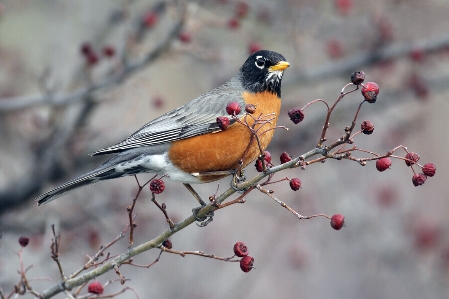 American Robin, Bella Vista Road, Vernon, British Columbia