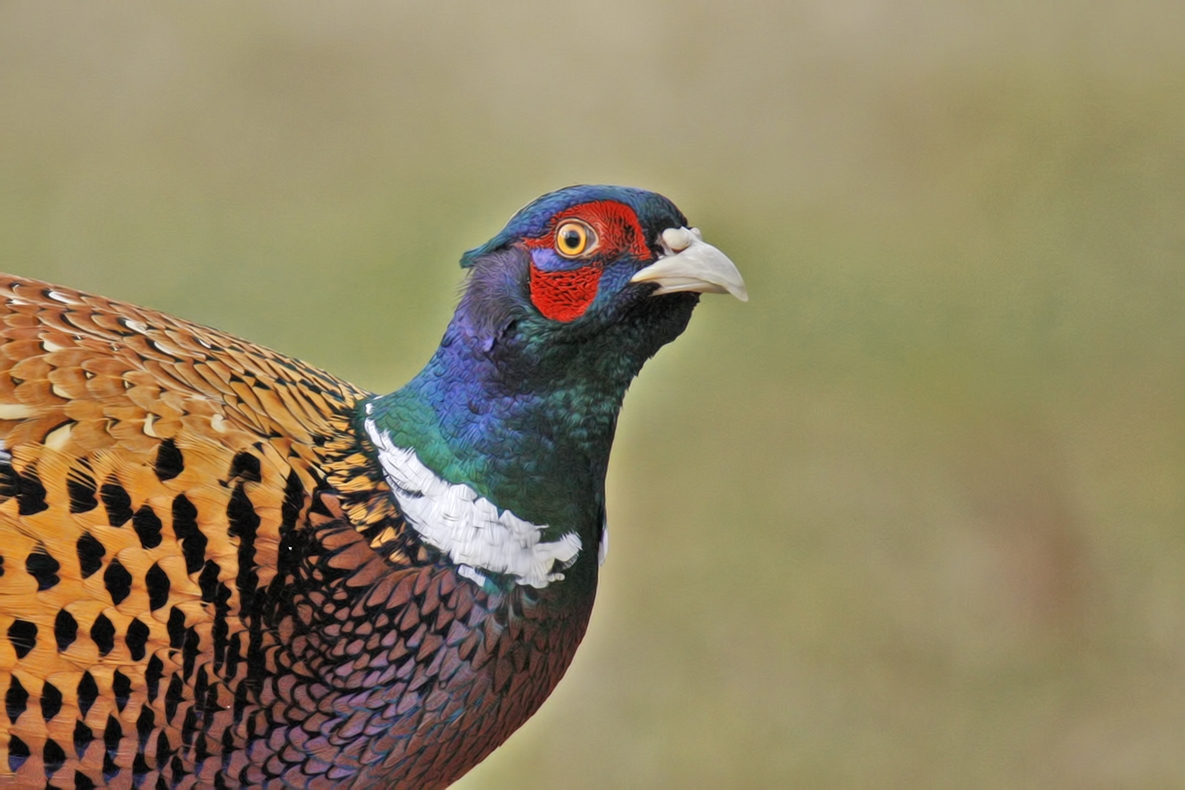 Ring-Necked Pheasant (Male), Bella Vista Road, Vernon, British Columbia