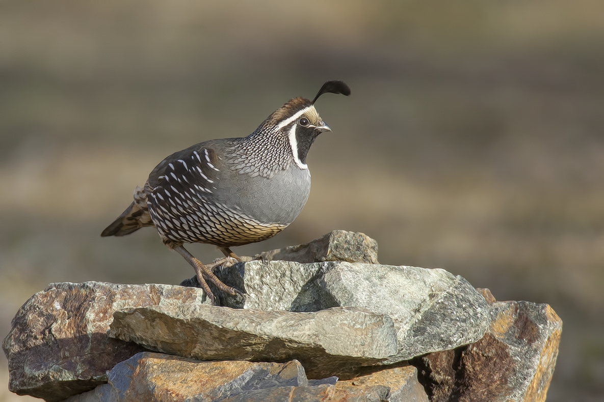 California Quail (Male), Bella Vista Road, Vernon, British Columbia