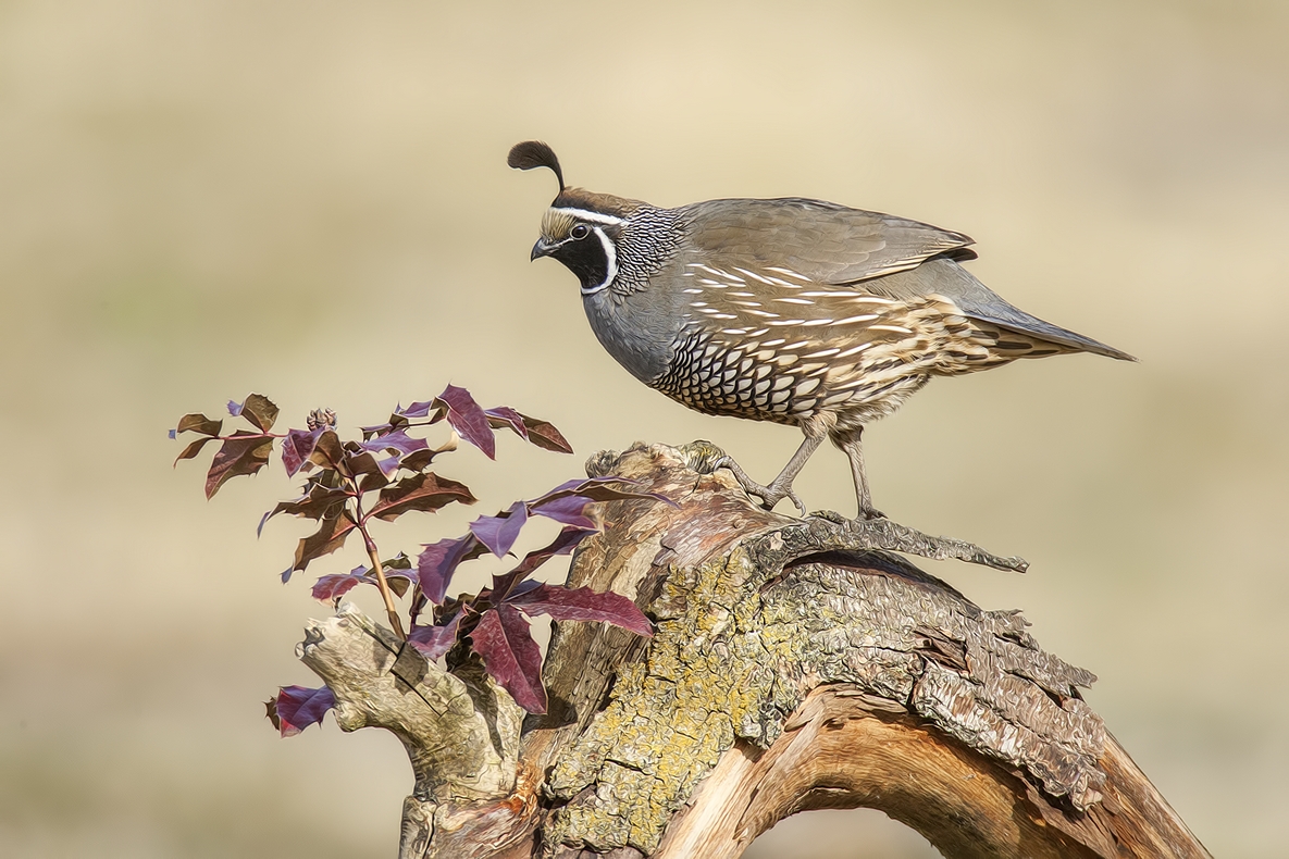 California Quail (Male), Bella Vista Road, Vernon, British Columbia