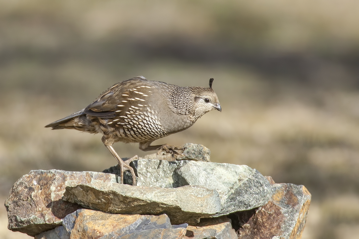 California Quail (Female), Bella Vista Road, Vernon, British Columbia