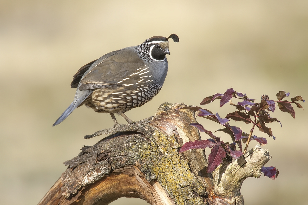 California Quail (Male), Bella Vista Road, Vernon, British Columbia