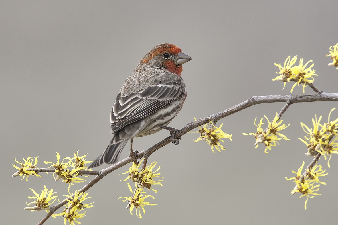 House Finch (Male), Bella Vista Road, Vernon, British Columbia