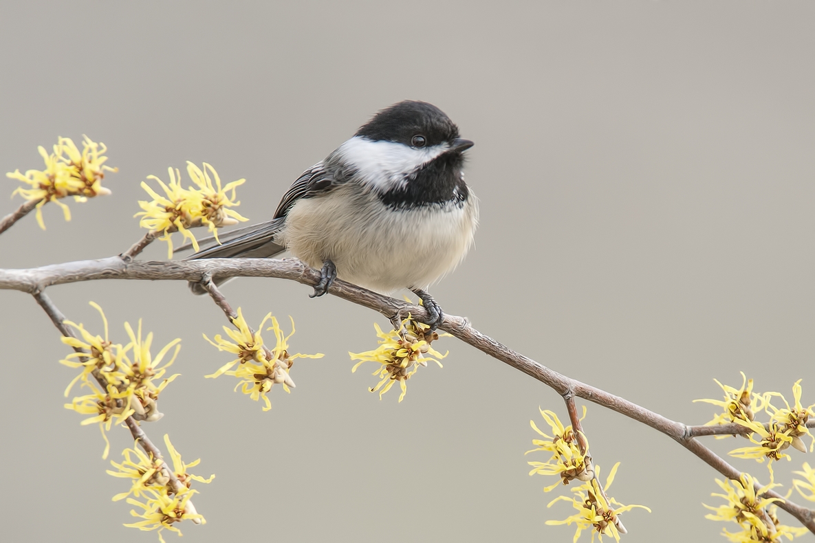 Black-Capped Chickadee, Bella Vista Road, Vernon, British Columbia