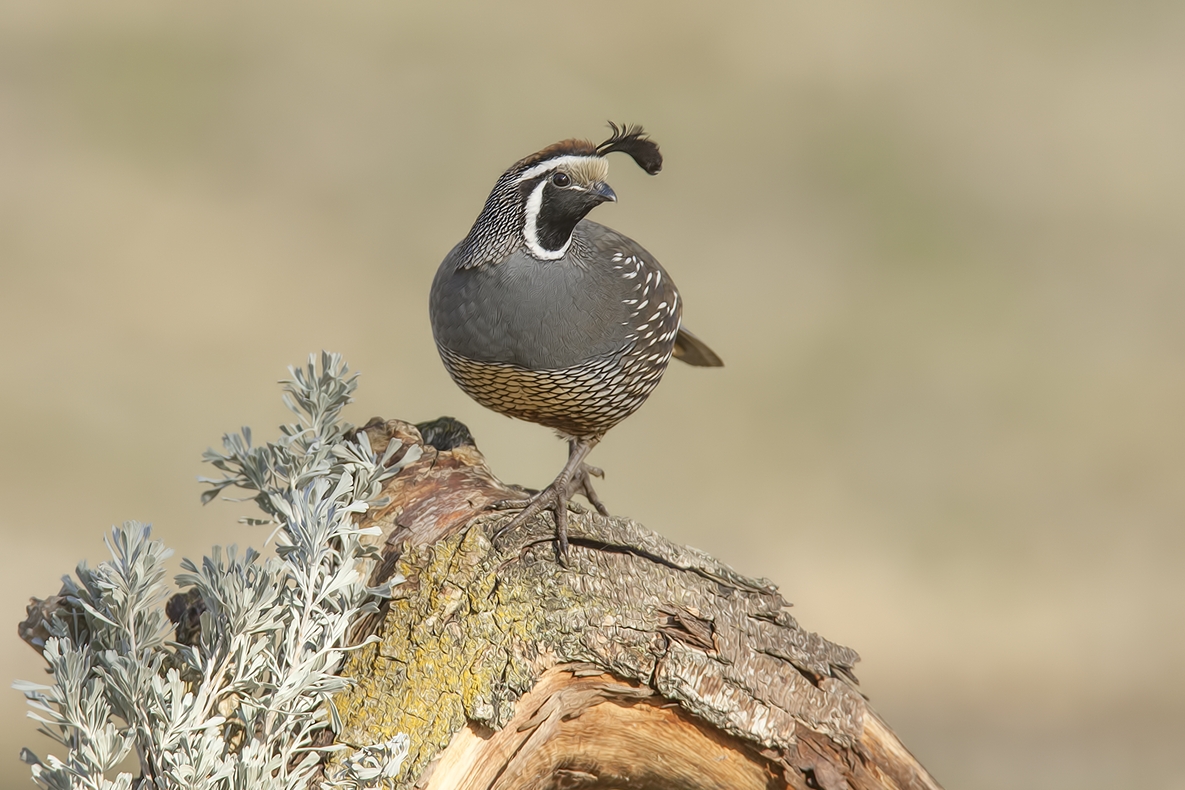 California Quail (Male), Bella Vista Road, Vernon, British Columbia