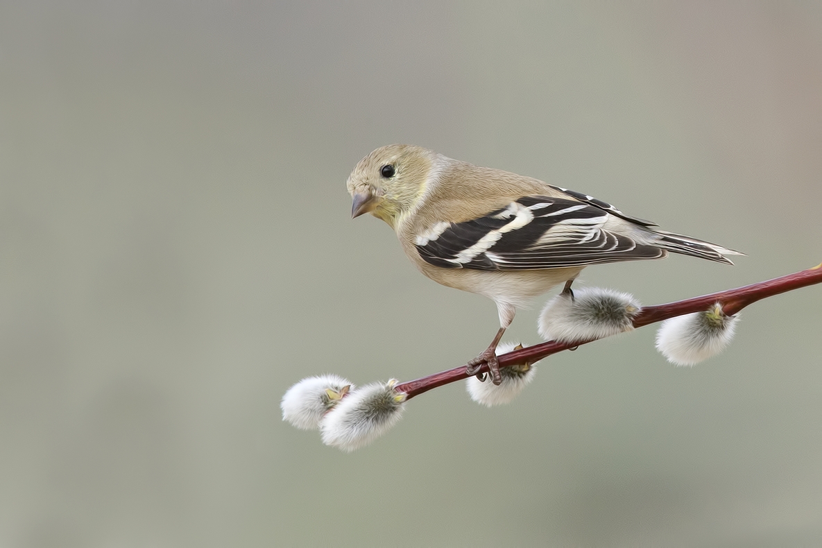 American Goldfinch, Bella Vista Road, Vernon, British Columbia