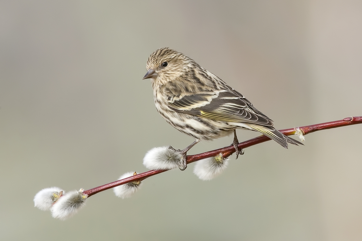 Pine Siskin, Bella Vista Road, Vernon, British Columbia