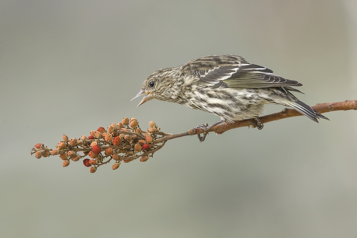 Pine Siskin, Bella Vista Road, Vernon, British Columbia