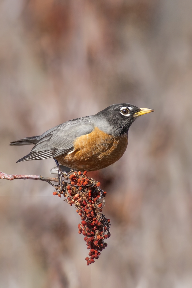 American Robin, Bella Vista Road, Vernon, British Columbia