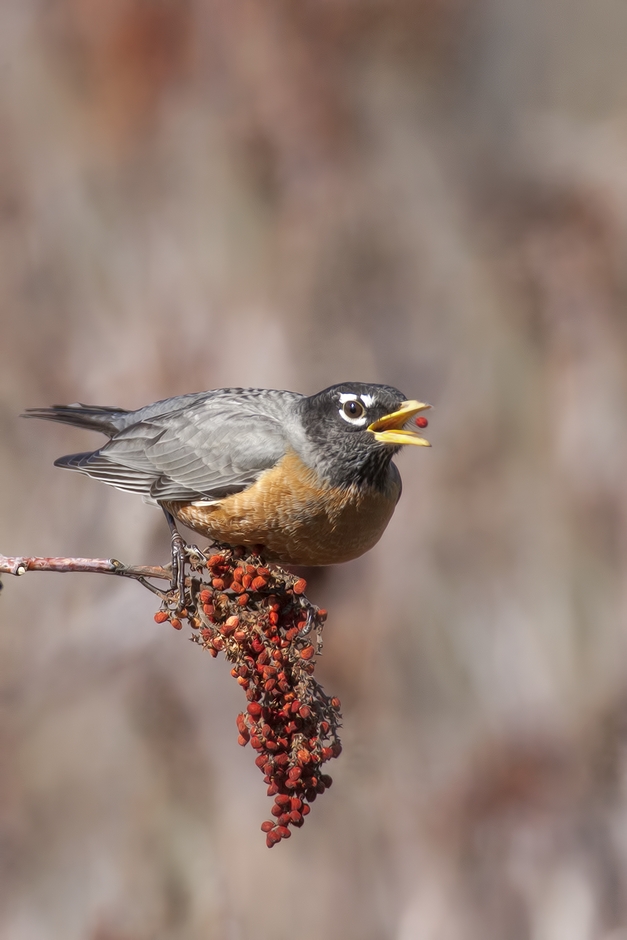 American Robin, Bella Vista Road, Vernon, British Columbia