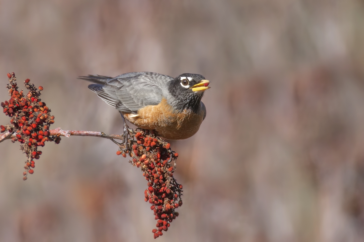 American Robin, Bella Vista Road, Vernon, British Columbia