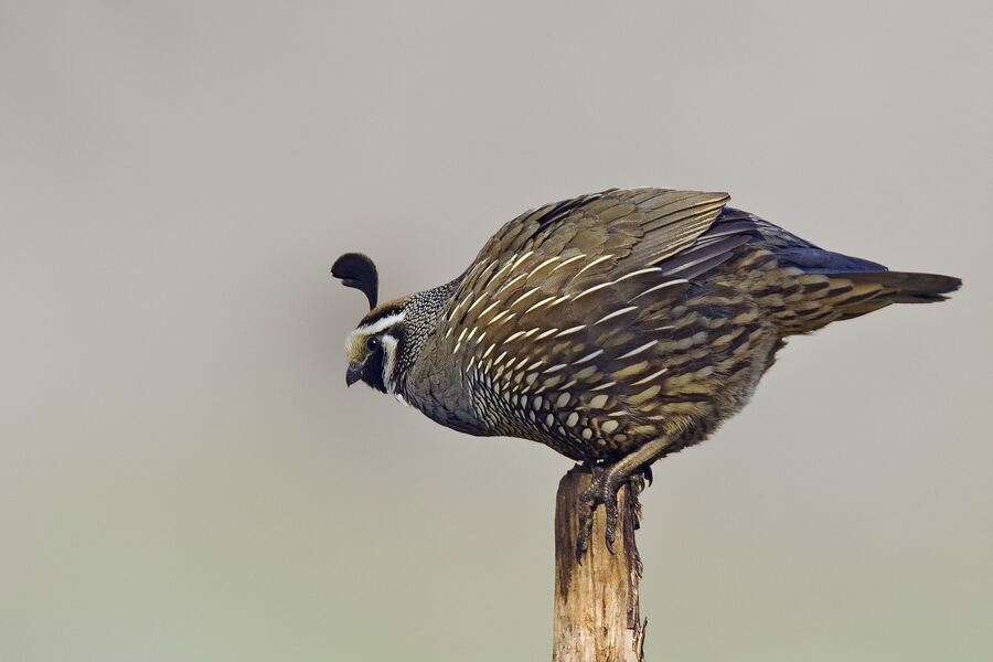 Califormia Quail (Male), Bella Vista Road, Vernon, British Columbia