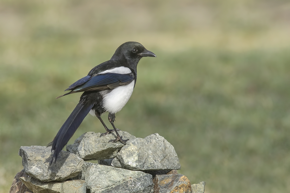 Black-Billed Magpie, Bella Vista Road, Vernon, British Columbia