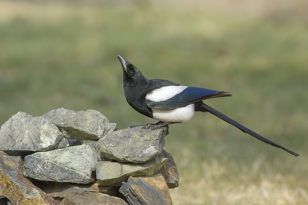 Black-Billed Magpie, Bella Vista Road, Vernon, British Columbia