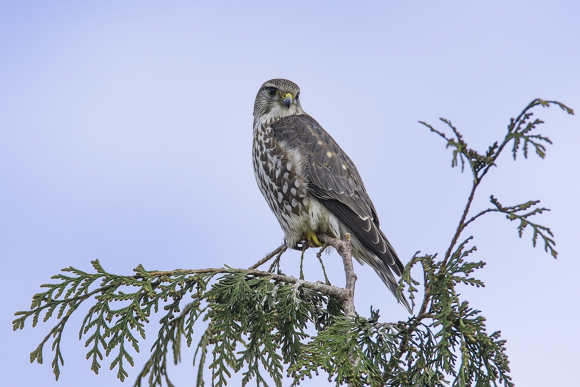 Merlin, Bella Vista Road, Vernon, British Columbia