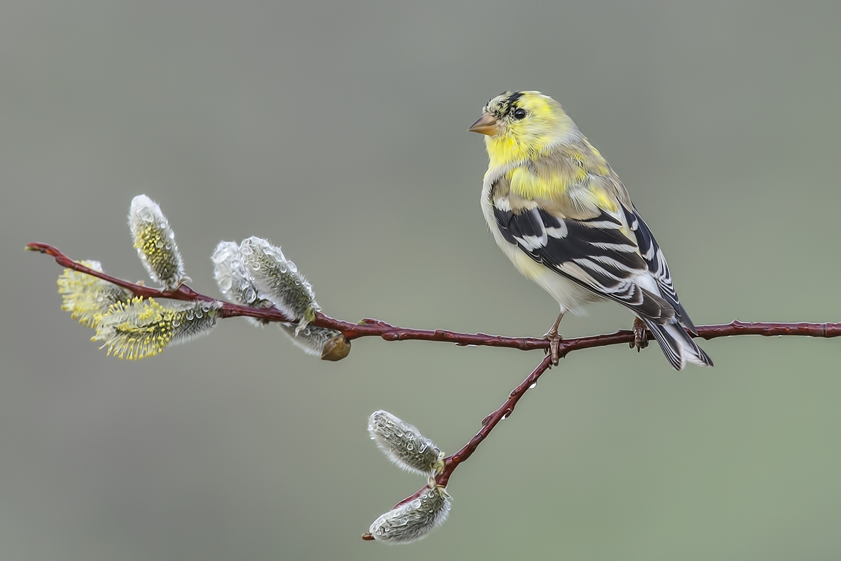 American Goldfinch (Male), Bella Vista Road, Vernon, British Columbia