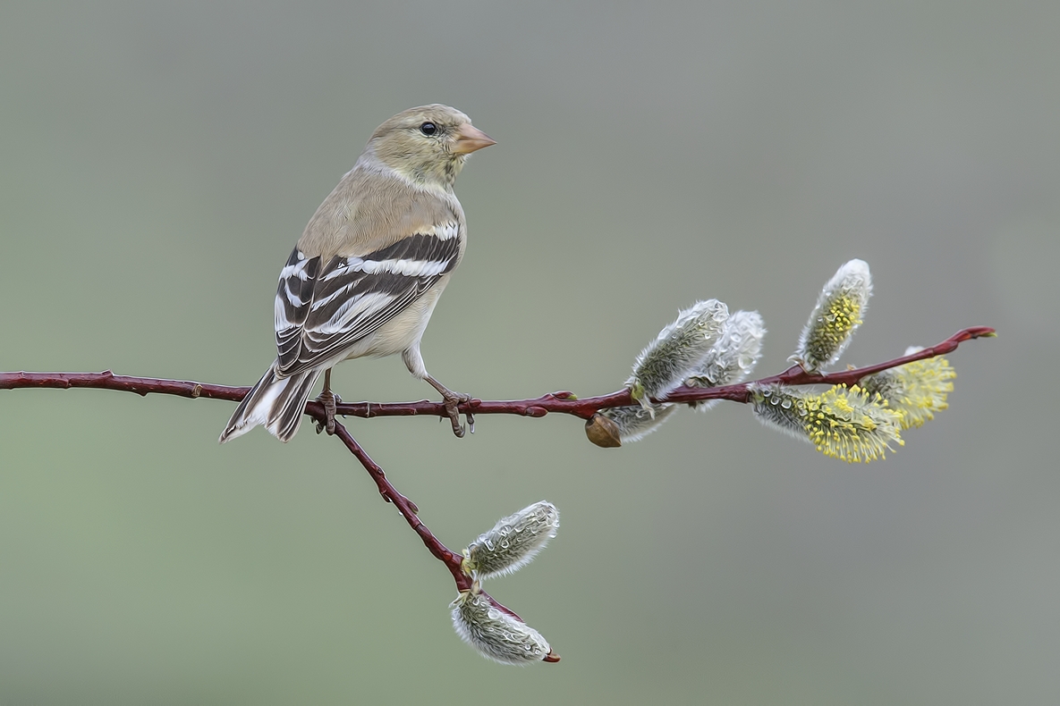 American Goldfinch (Female), Bella Vista Road, Vernon, British Columbia