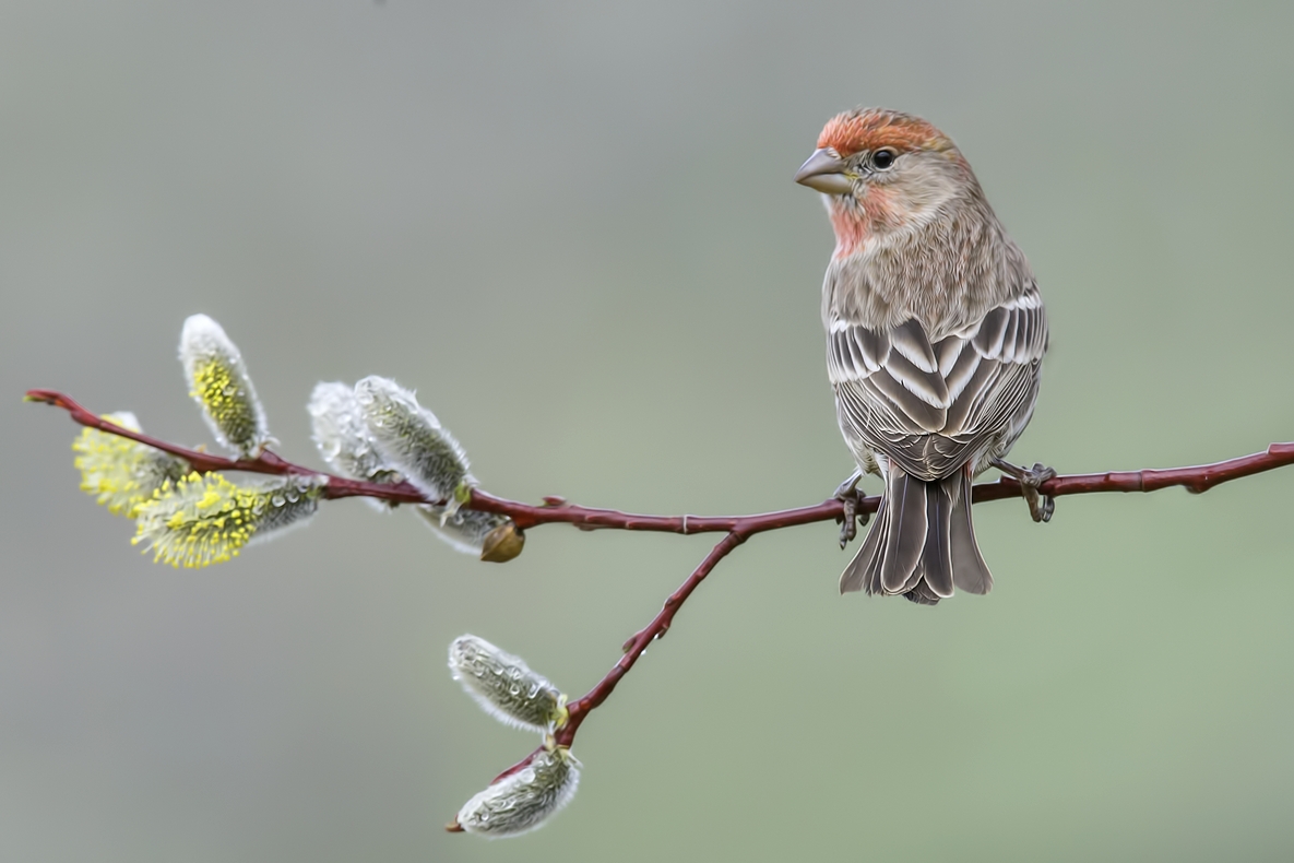 House Finch (Male), Bella Vista Road, Vernon, British Columbia