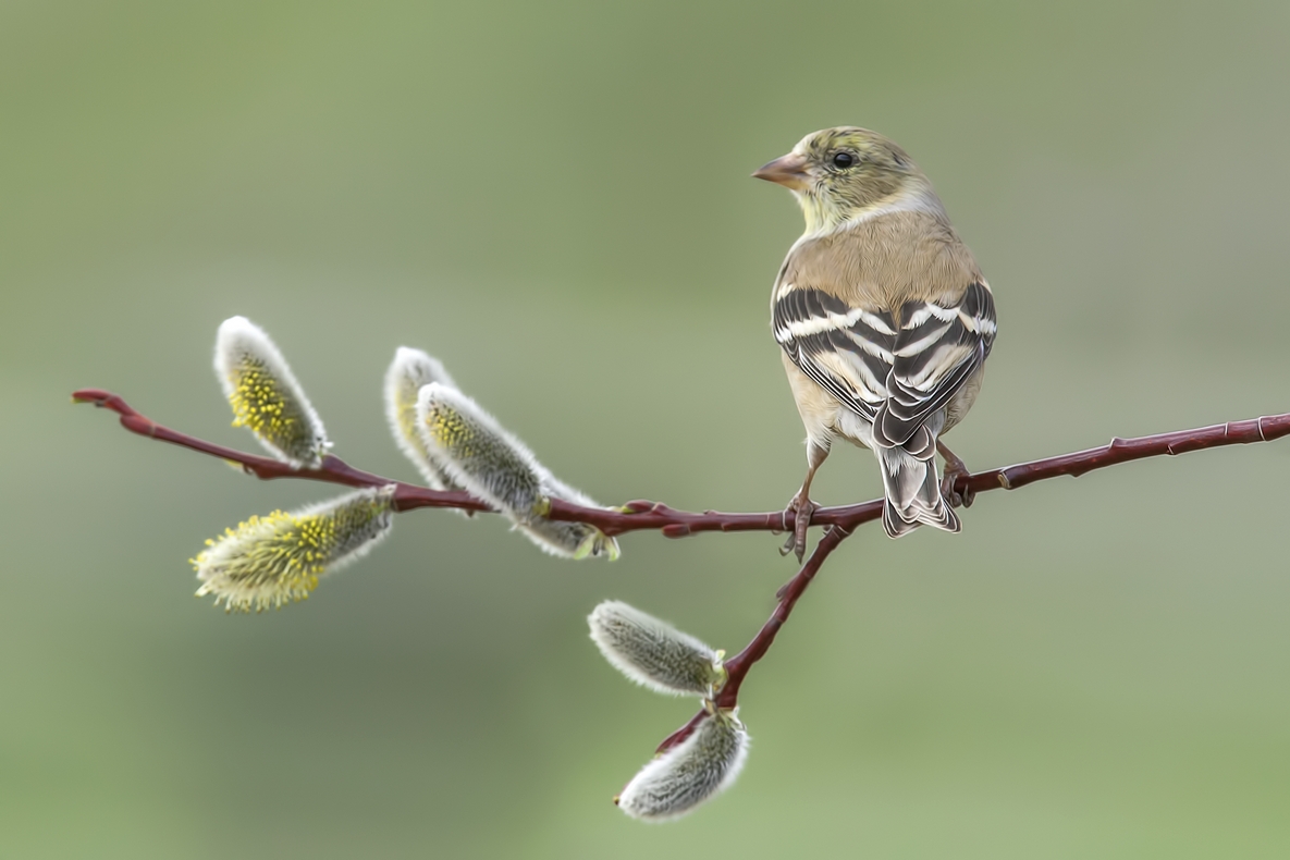 American Goldfinch (Female), Bella Vista Road, Vernon, British Columbia