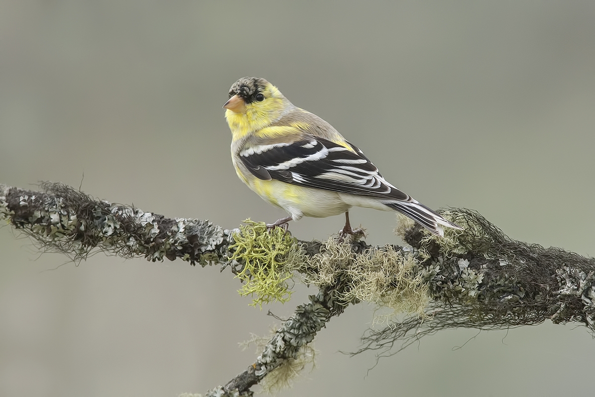 American Goldfinch (Juvenile), Bella Vista Road, Vernon, British Columbia