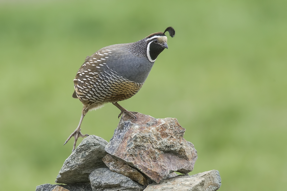 California Quail (Male), Bella Vista Road, Vernon, British Columbia