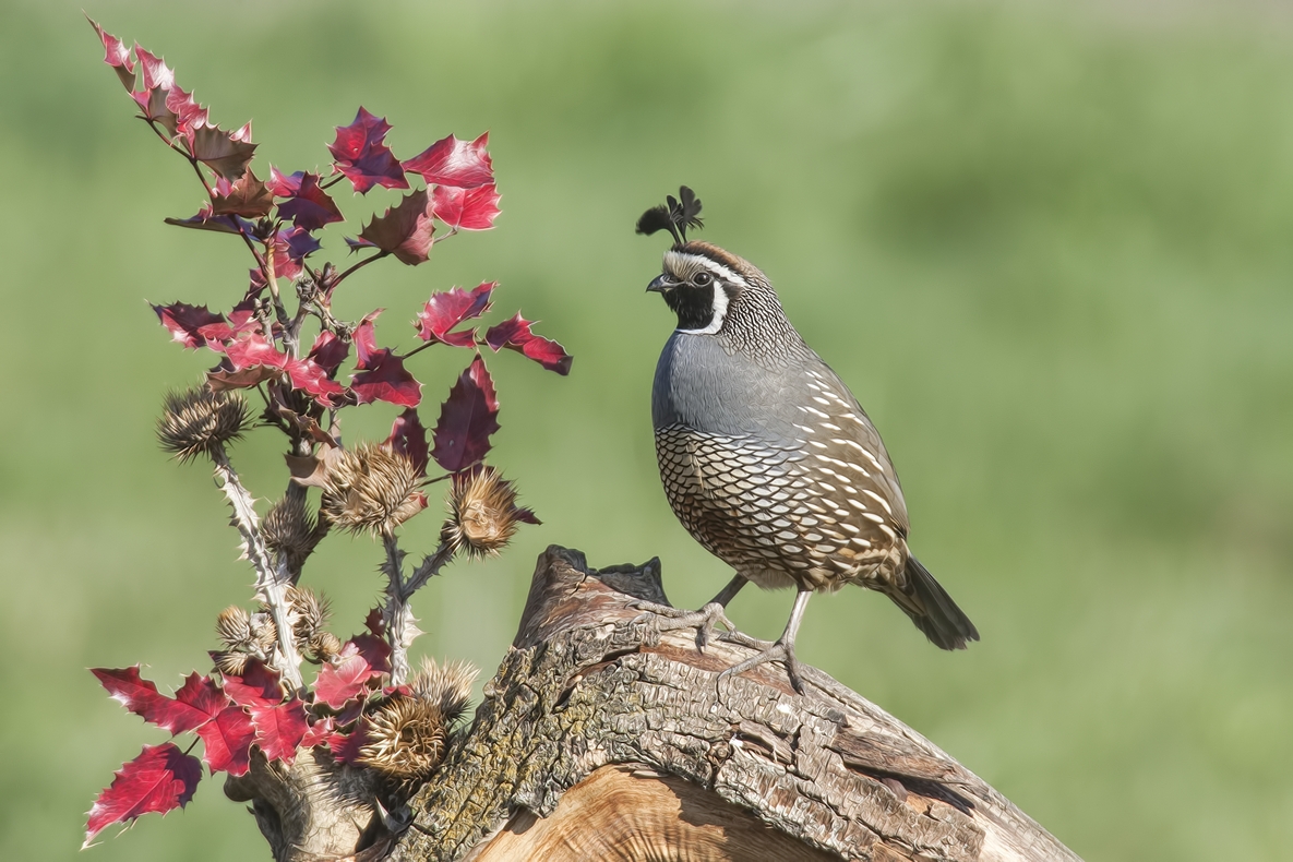 California Quail (Male), Bella Vista Road, Vernon, British Columbia