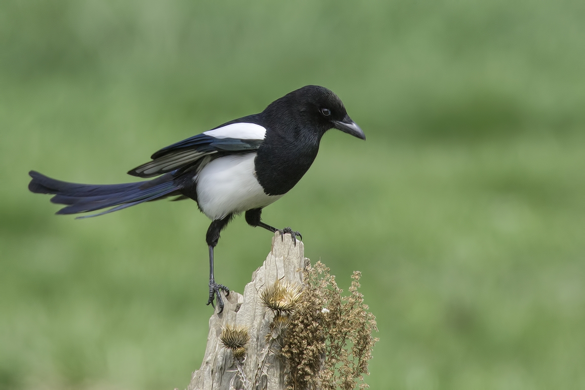 Black-Billed Magpie, Bella Vista Road, Vernon, British Columbia