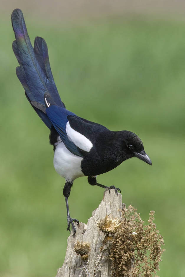 Black-Billed Magpie, Bella Vista Road, Vernon, British Columbia