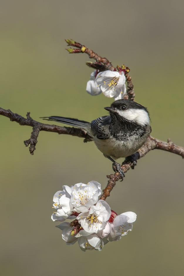 Black-Capped Chickadee, Bella Vista Road, Vernon, British Columbia