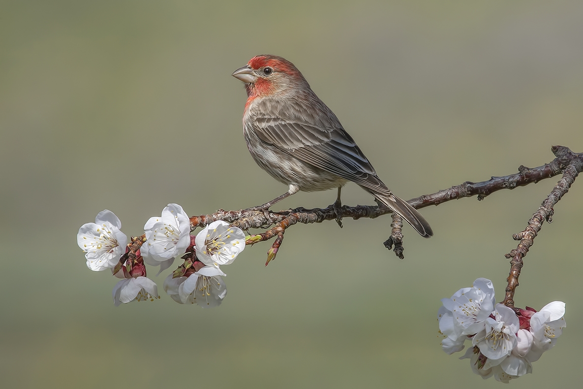 House Finch (Male), Bella Vista Road, Vernon, British Columbia