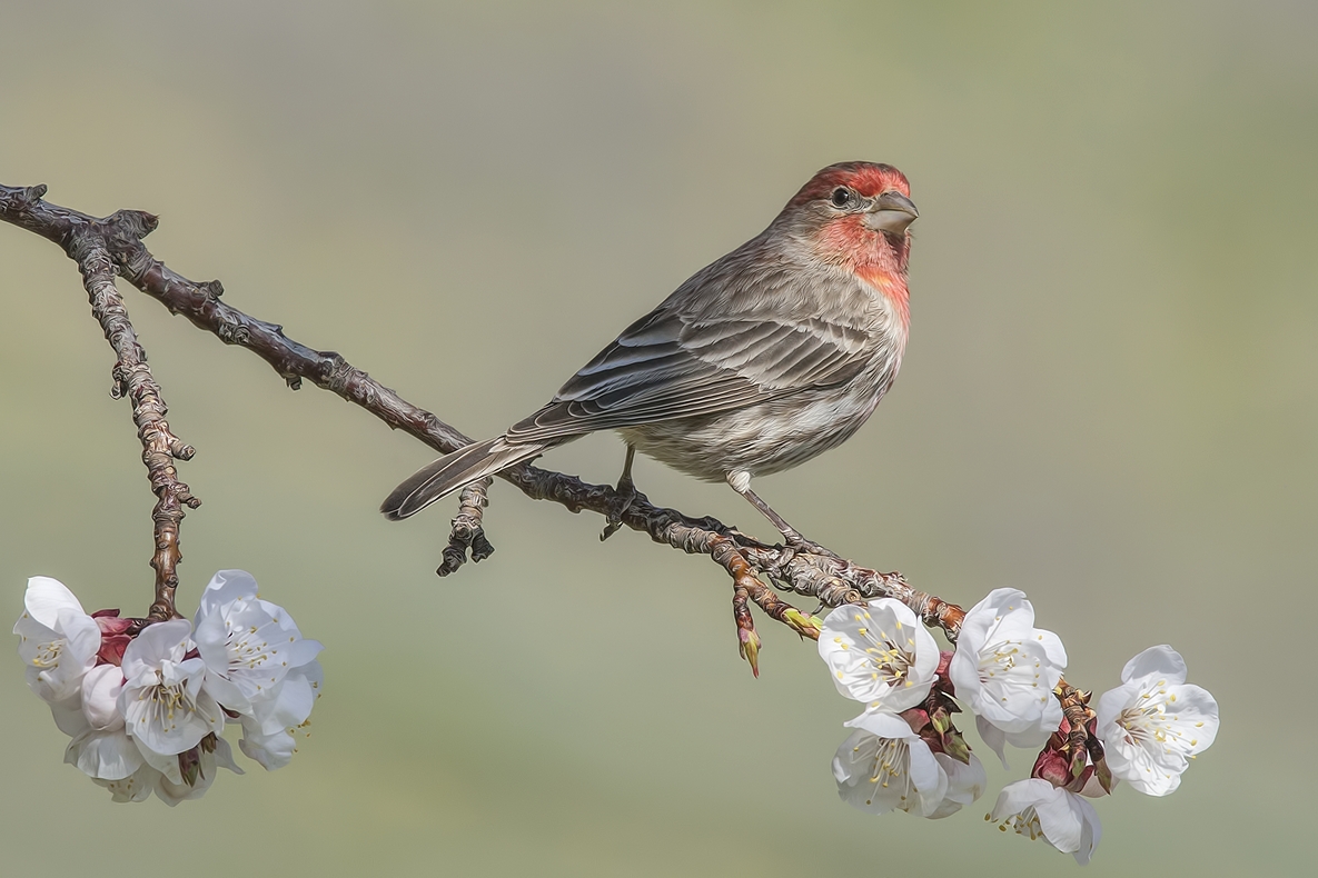 House Finch (Male), Bella Vista Road, Vernon, British Columbia