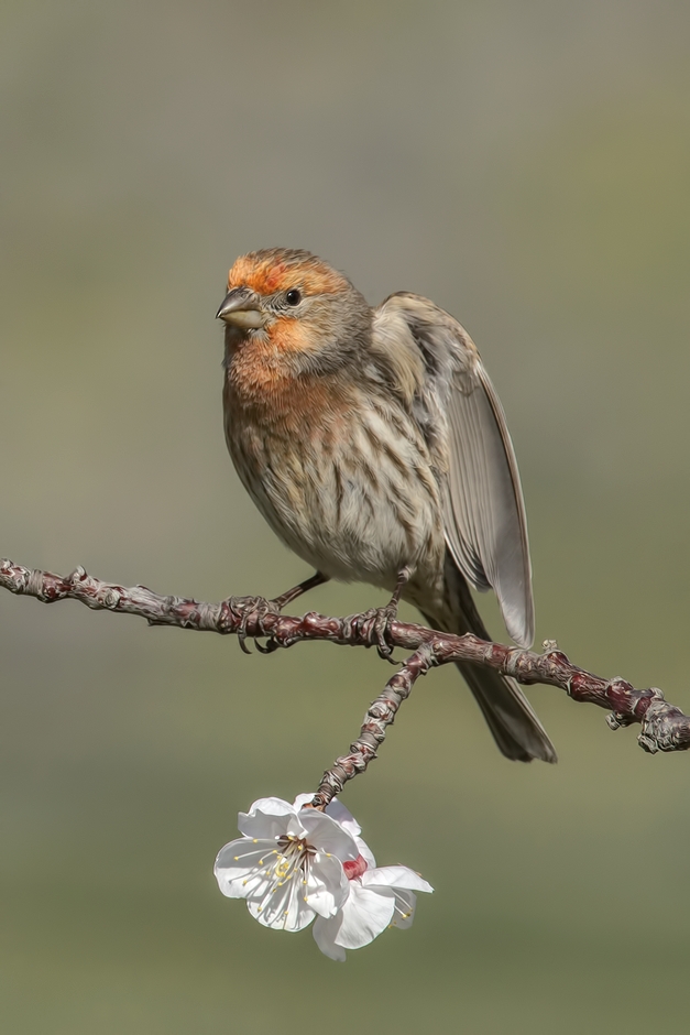 House Finch (Male), Bella Vista Road, Vernon, British Columbia