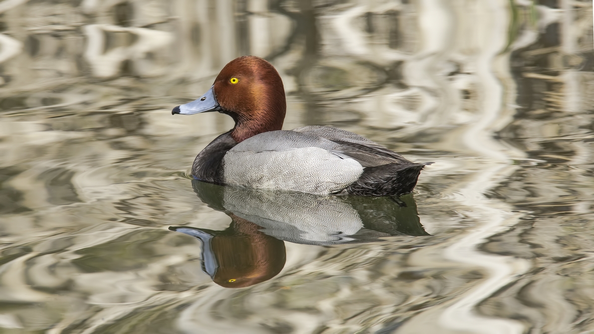 Redhead (Male), Cool's Pond, Vernon, British Columbia