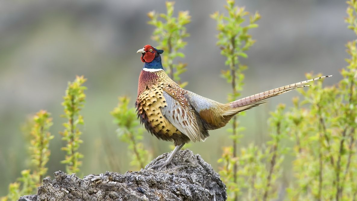 Ring-Necked Pheasant (Male), Bella Vista Road, Vernon, British Columbia