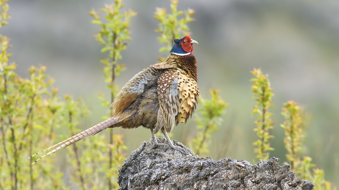 Ring-Necked Pheasant (Male), Bella Vista Road, Vernon, British Columbia