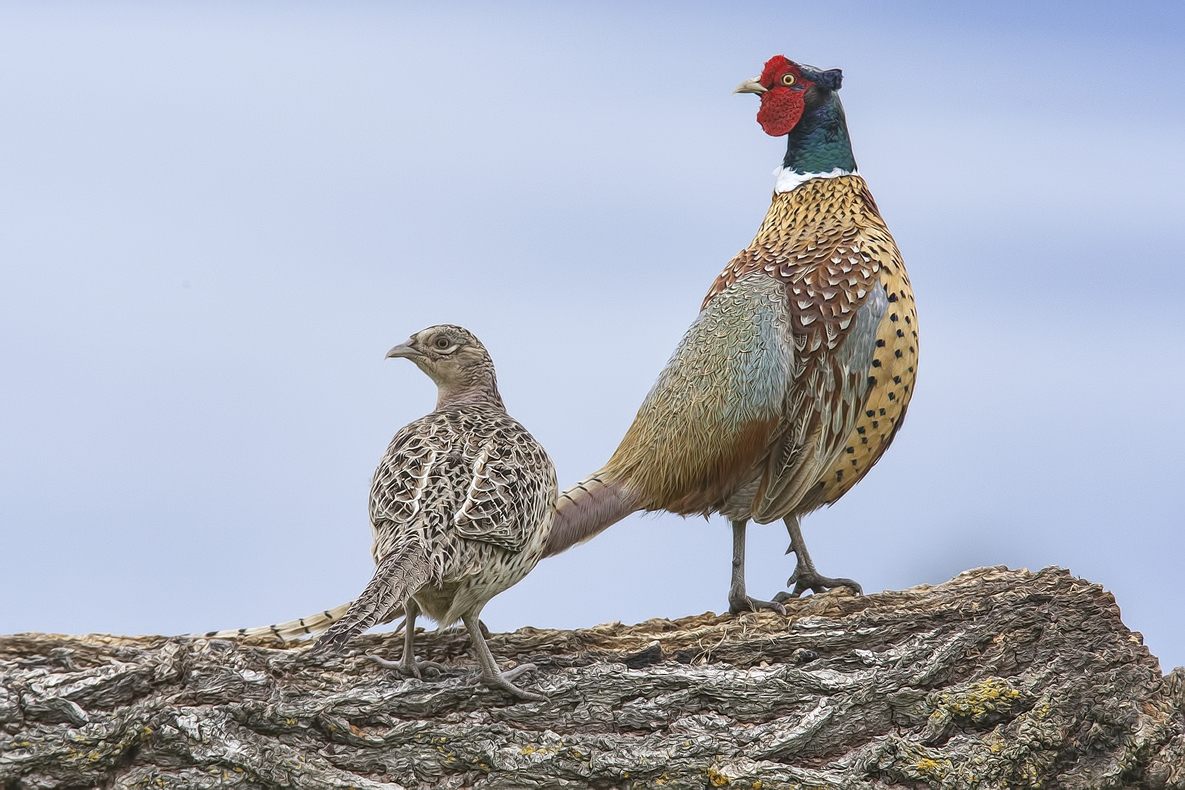 Ring-Necked Pheasant (Male and Female), Bella Vista Road, Vernon, British Columbia