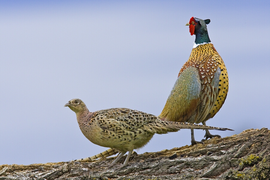 Ring-Necked Pheasant (Male And Female), Bella Vista Road, Vernon, British Columbia