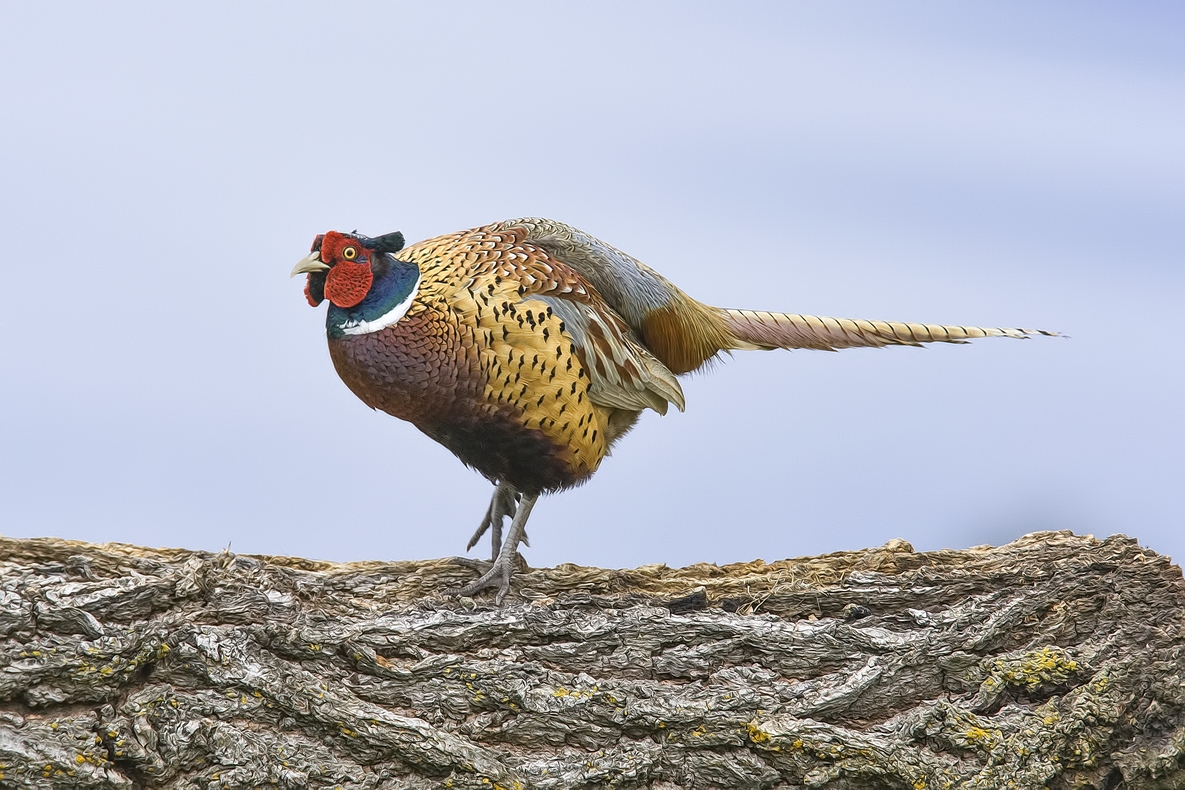 Ring-Necked Pheasant (Male), Bella Vista Road, Vernon, British Columbia