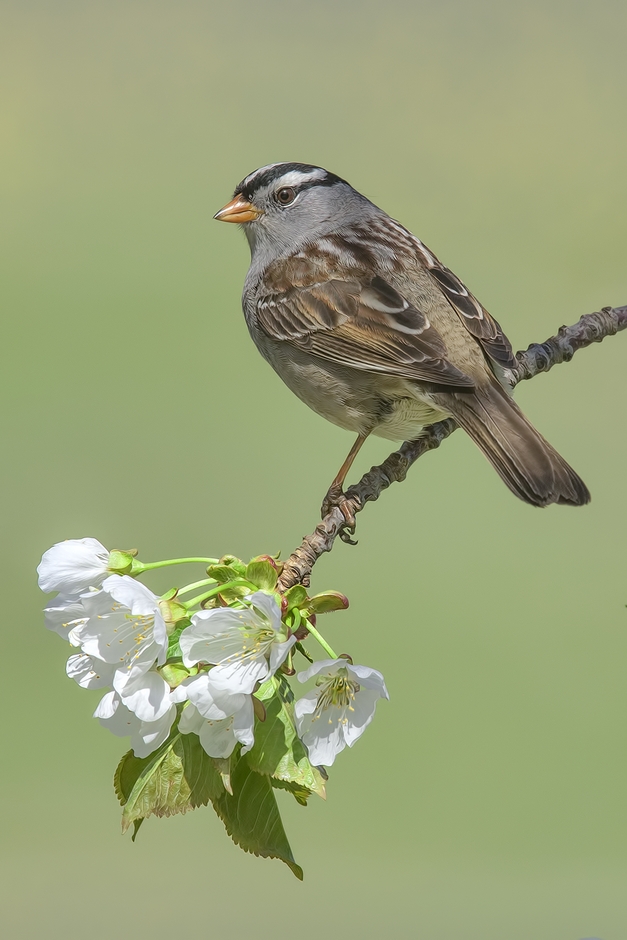 White-Crowned Sparrow, Bella Vista Road, Vernon, British Columbia