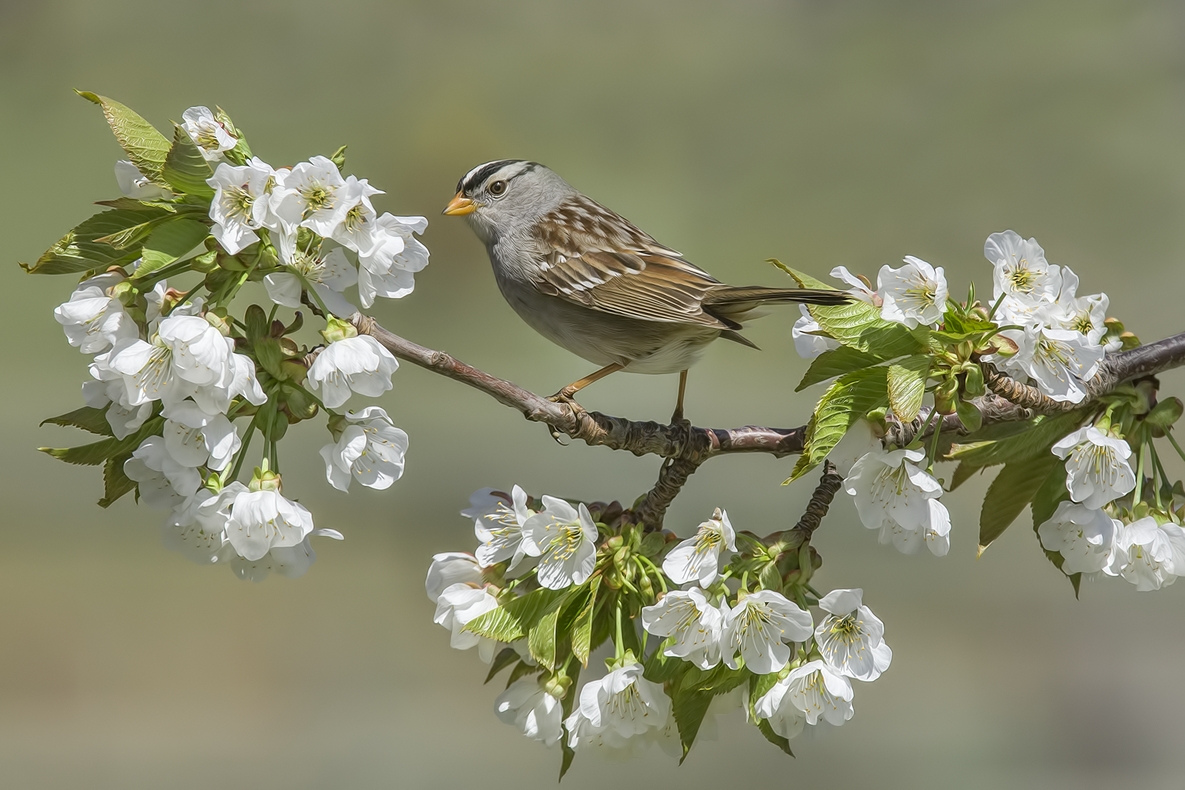 White-Crowned Sparrow, Bella Vista Road, Vernon, British Columbia