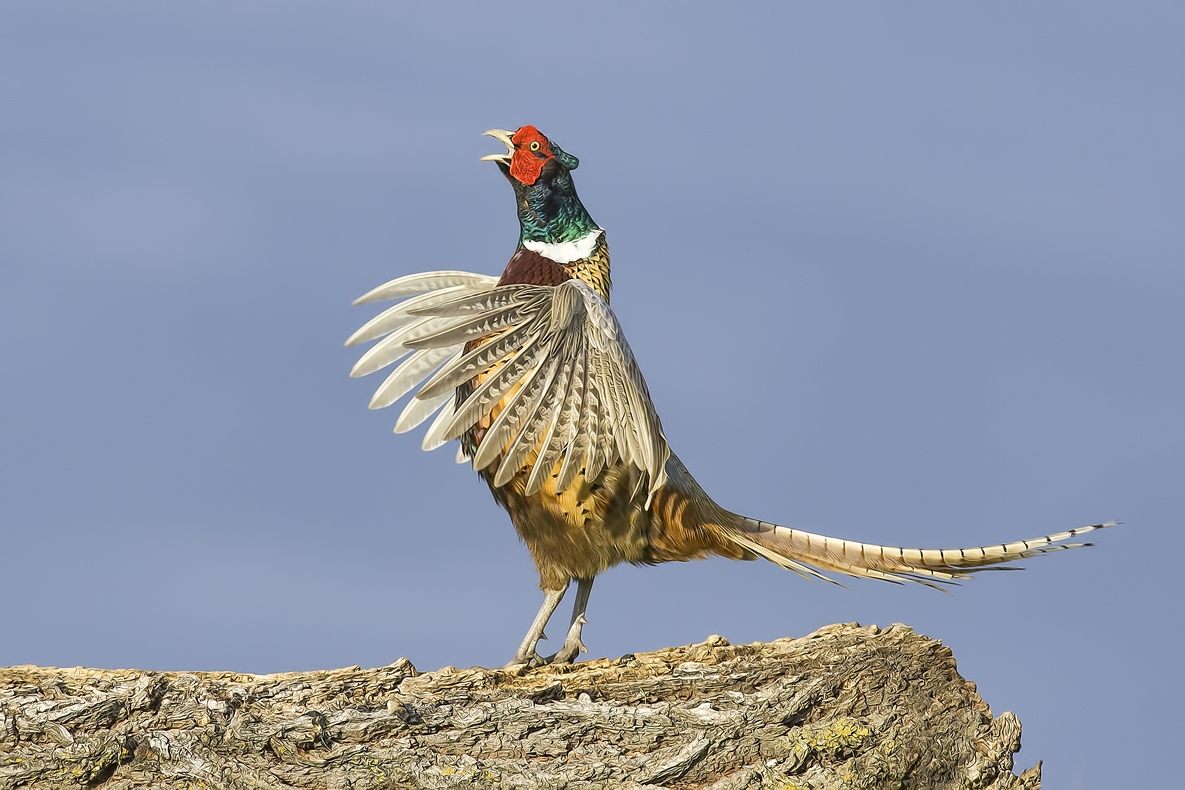 Ring-Necked Pheasant (Male), Bella Vista Road, Vernon, British Columbia