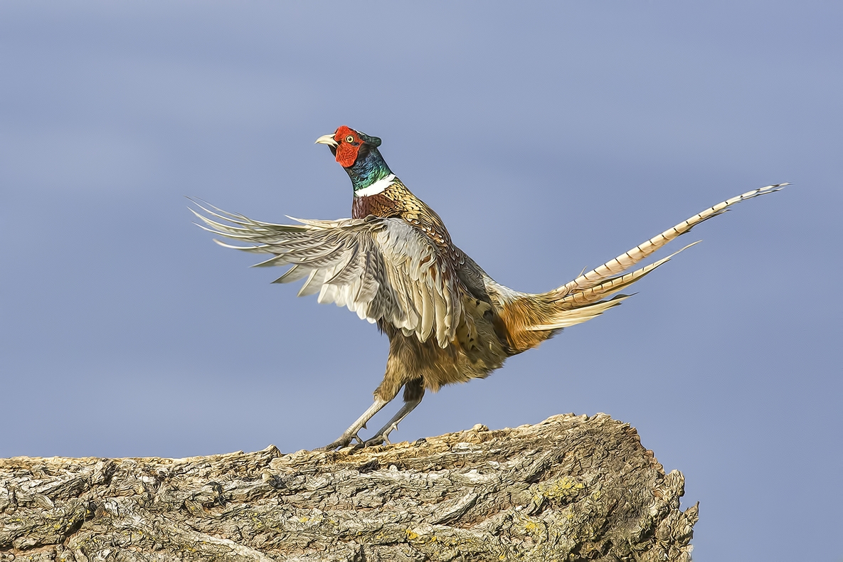 Ring-Necked Pheasant (Male), Bella Vista Road, Vernon, British Columbia