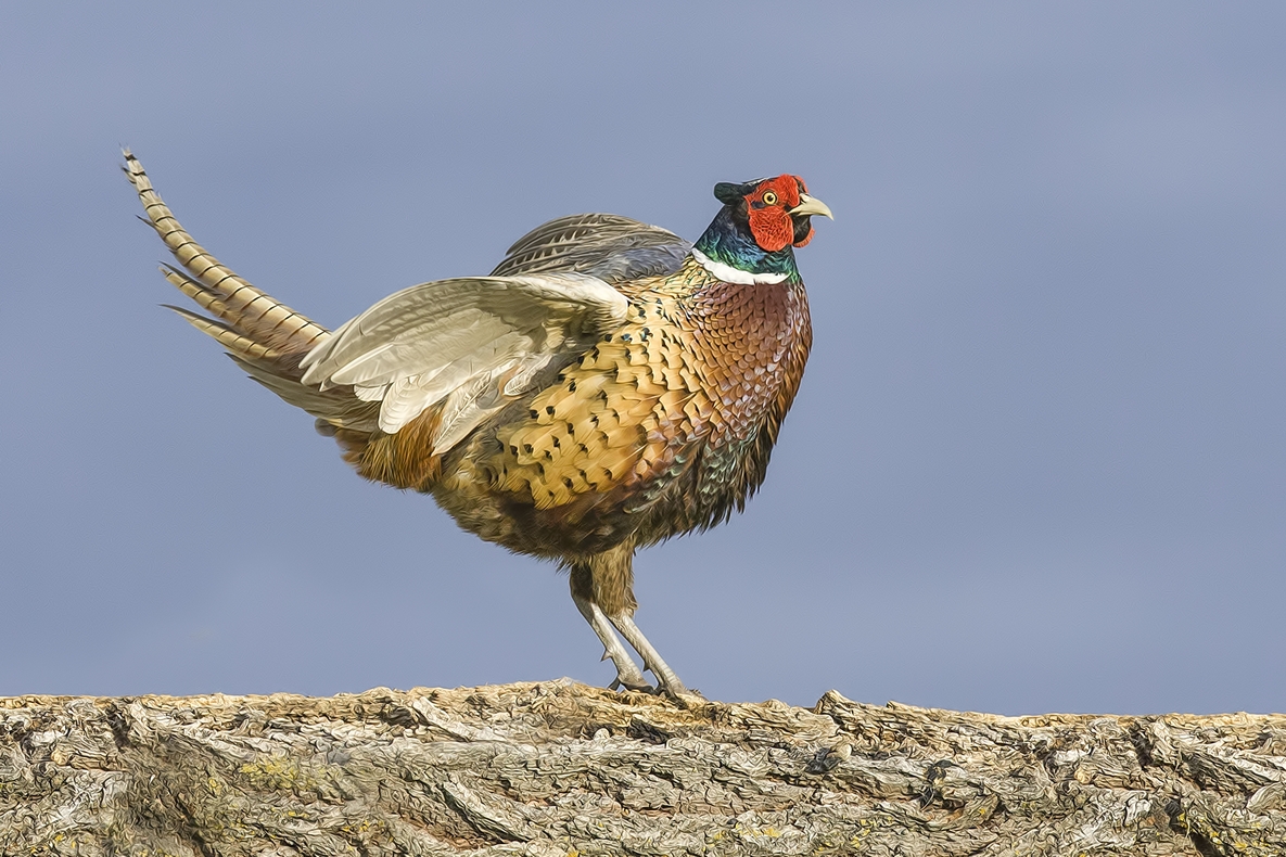 Ring-Necked Pheasant (Male), Bella Vista Road, Vernon, British Columbia