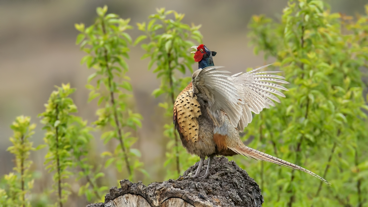 Ring-Necked Pheasant (Male), Bella Vista Road, Vernon, British Columbia