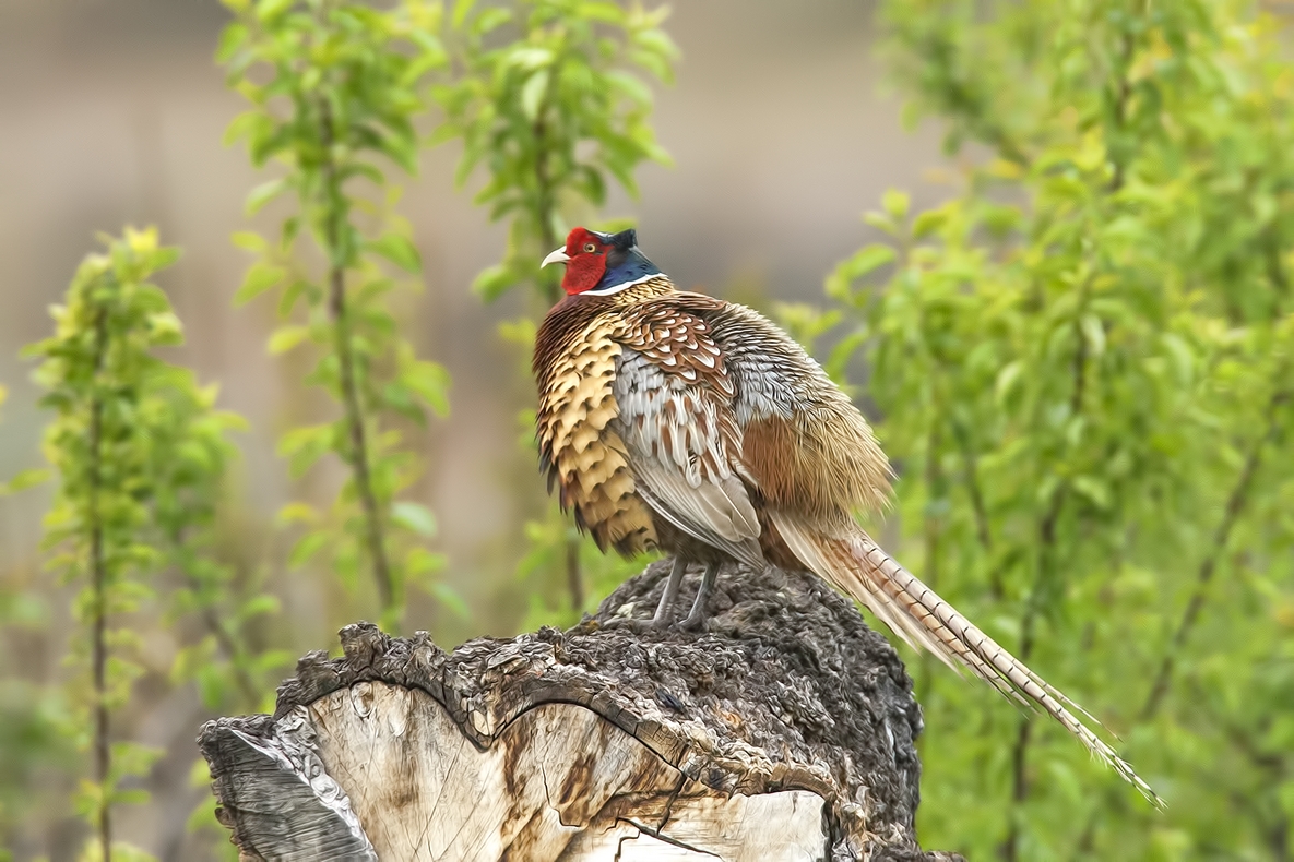 Ring-Necked Pheasant (Male), Bella Vista Road, Vernon, British Columbia