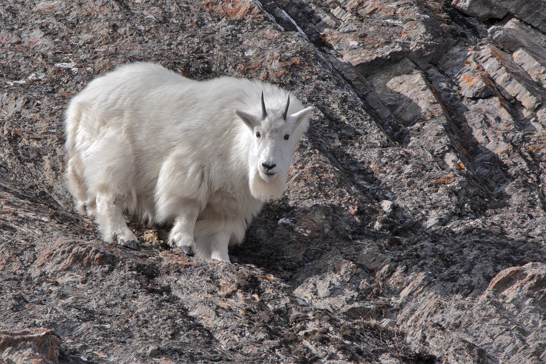 Mountain Goat, Ice Fields Parkway, Banff National Park, Alberta