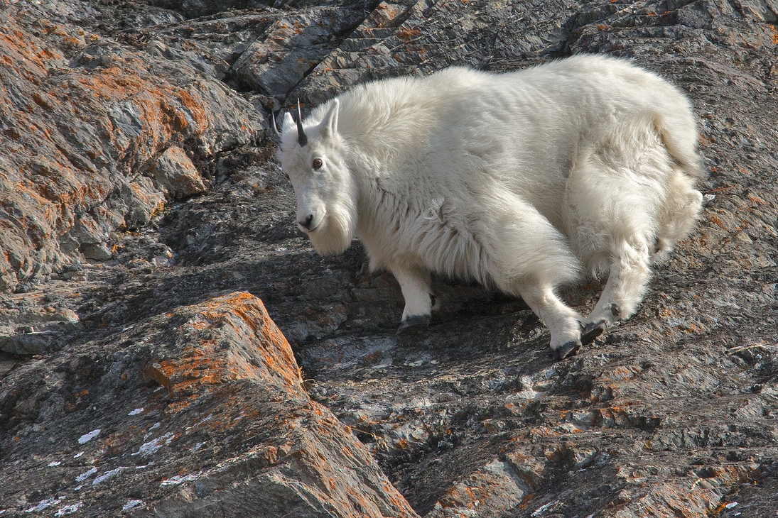 Mountain Goat, Ice Fields Parkway, Banff National Park, Alberta